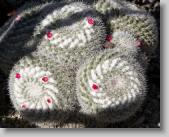 cactus * 720 x 576 * (194KB)