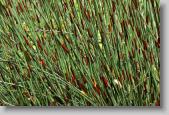 grass * 720 x 479 * (202KB)